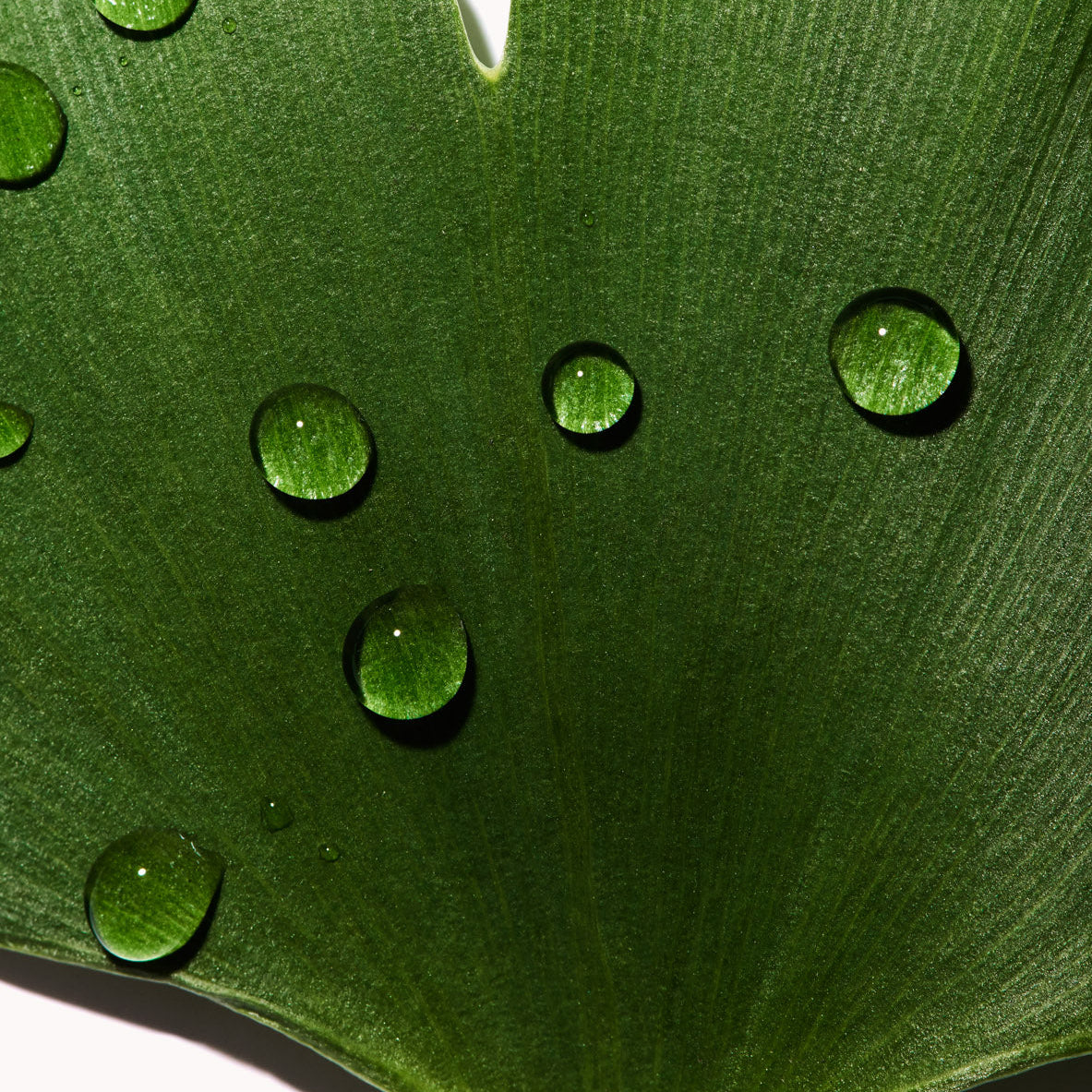 Close-up of a green leaf with water droplets on a white background