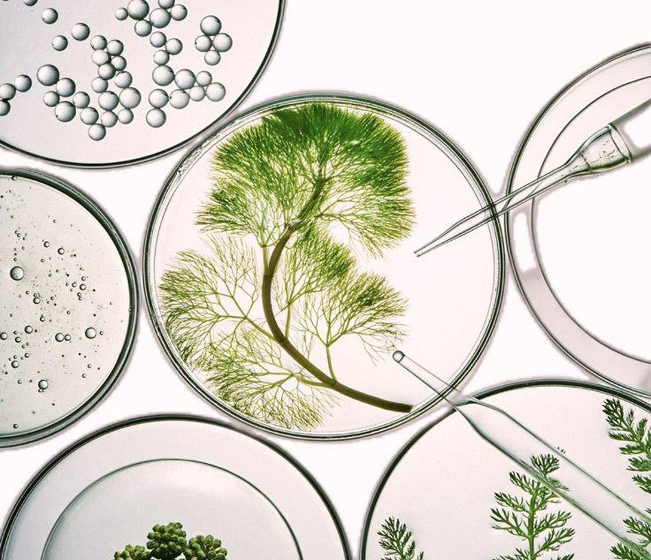 Close-up of green plants under a microscope with a white background